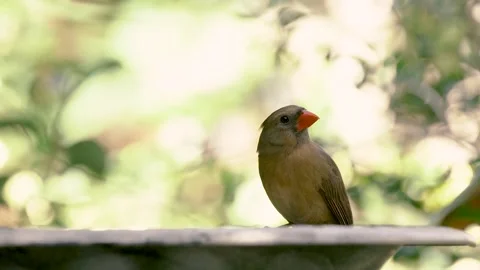 Cardinal drinking from a bird bath Stock Footage 264161264