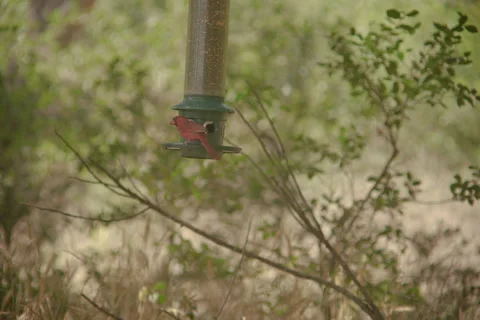 Cardinal eating Stock Footage 278667573