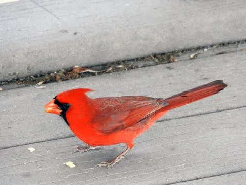 Cardinal Eating Foto stock