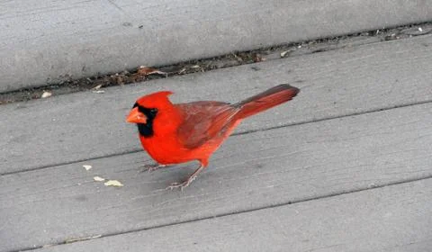 Cardinal Eating Фото