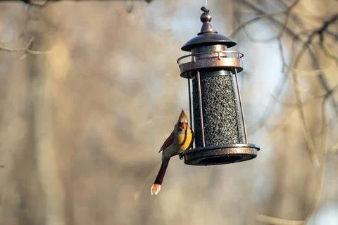 Cardinal Eating Foto stock