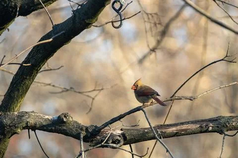 Cardinal Eating Stock Photos