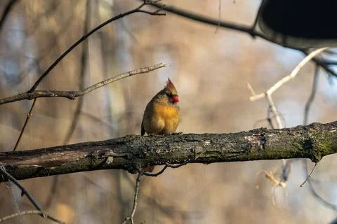 Cardinal Eating Stock Photos