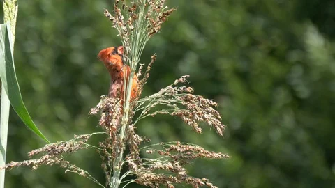 Cardinal eats seeds from tall grass1 4K Видео 115902799