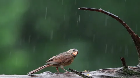 Cardinal on a fallen log during the heavy rains Stock Footage 313128775