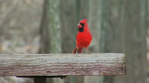 Cardinal on feeder Stock Footage 763352