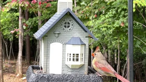 Cardinal AT Feeder Stock Footage 209260407