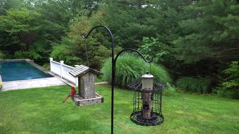 A Cardinal on the feeder. Some Sparrows also come. Stock Footage 91449903