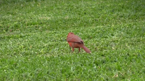 Cardinal Feeding on Worm Stock Footage 89492233