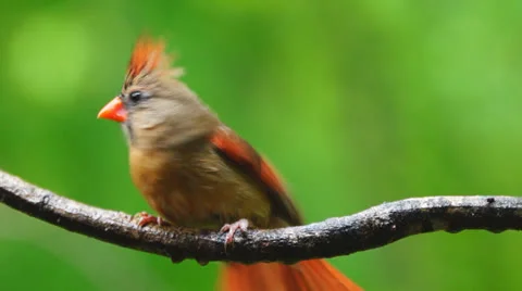 Cardinal Female Stock Footage 23117660