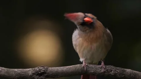 Cardinal female portrait Stock Footage 196136229