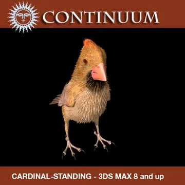 Cardinal - Female - Standing Wings Folded 3D Model