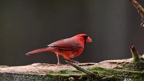 Cardinal finding food on a log Stock Footage 301793299