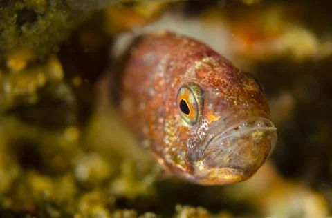Cardinal Fish with Eggs Stock Photos