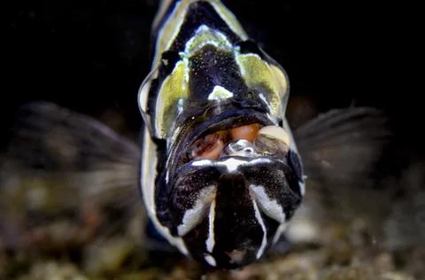 Cardinal Fish with Eggs Stock Photos