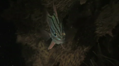 Cardinal Fish Stock Footage 271710