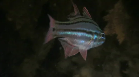 Cardinal Fish Stock Footage 271750