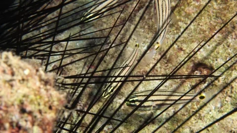 Cardinal fish hiding in the needles of sea urchin underwater Stock Footage 317662918