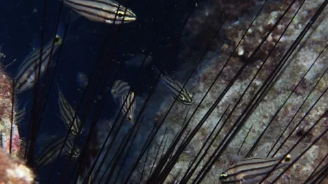 Cardinal fish hiding in the needles of sea urchin underwater Stock Footage 317662984