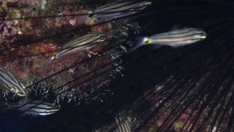Cardinal fish hiding in the needles of sea urchin underwater Stock Footage 317663168