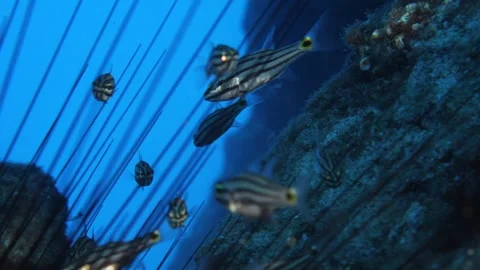 Cardinal fish hiding in the needles of sea urchin underwater Stock Footage 317663290