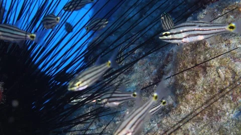 Cardinal fish hiding in the needles of sea urchin underwater Stock Footage 317663368