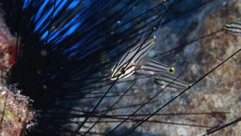 Cardinal fish hiding in the needles of sea urchin underwater Stock Footage 317663442