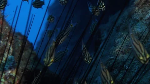 Cardinal fish hiding in the needles of sea urchin underwater Stock Footage 317663989