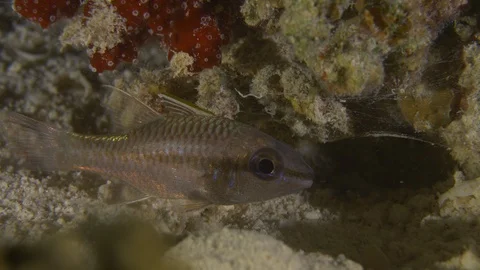 Cardinal fish, Macro, Red Sea, Egypt Stock Footage 105266922