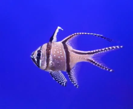 Cardinal fish Stock Photos