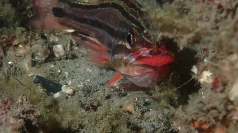 Fish Egg Hatching Stock Videos – Royalty-Free HD & 4K Videos | Pond5