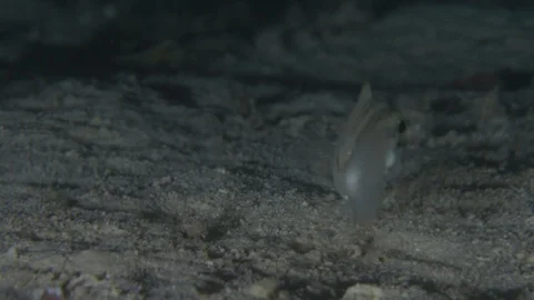 Cardinal fish splashes away raising the sand, Macro, Red Sea, Egypt,  Stock Footage 105265910