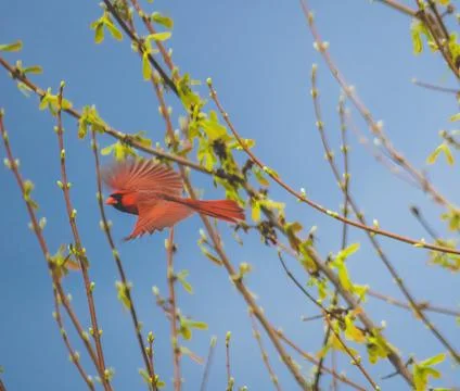 Cardinal in flight Stock Photos