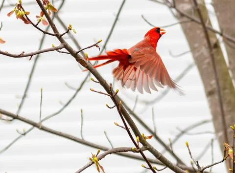 Cardinal in flight Stock Photos