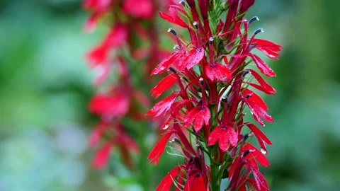 Cardinal flower Видео 202991130