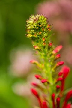 Cardinal Flower 스톡 사진