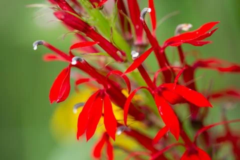 Cardinal Flower 库存照片
