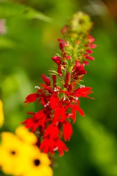 Cardinal Flower 스톡 사진