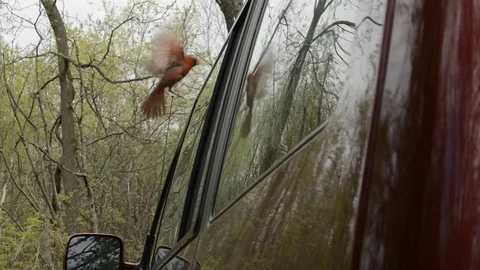 Cardinal flying and tapping on window Stockbeeldmateriaal 80966793