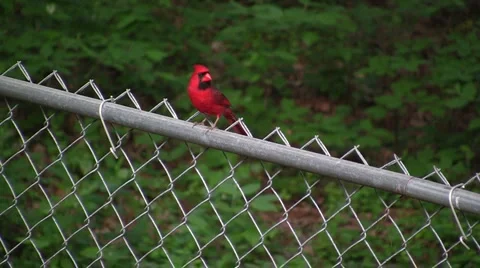 Cardinal Flying off of Fence Video stock 4703153
