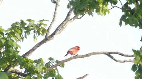 Cardinal Vidéo 11387443