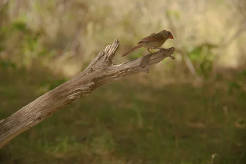 Cardinal Stock Footage 278672437