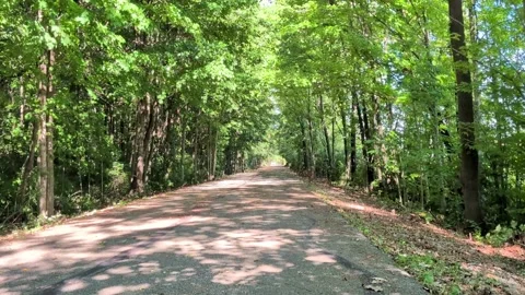 Cardinal Greenway Tree Canopy – Calm Nature B‑Roll (Muncie, Indiana) Stock Footage 345007146
