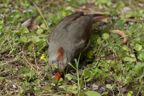 Cardinal on the ground in Spring Stock Photos