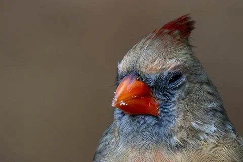 Cardinal Headshot Stock Photos