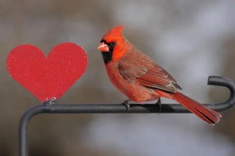 Cardinal with a heart Stock Photos