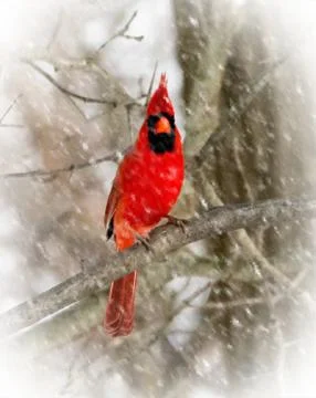 Cardinal Stock Illustration