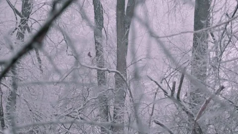 Cardinal KY state bird sitting on an ice covered branch after snow in Kentucky Stock Footage 312529396