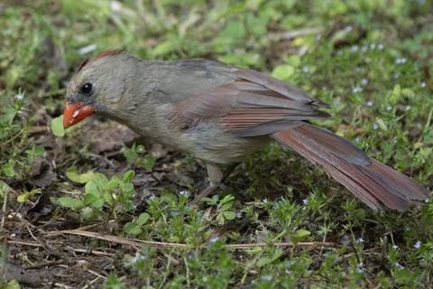 Cardinal on the Lawn Stock Photos