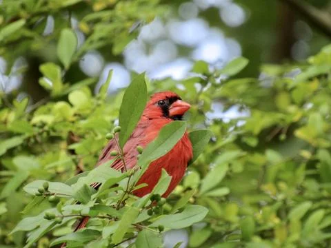 Cardinal in the Leaves Stock Photos
